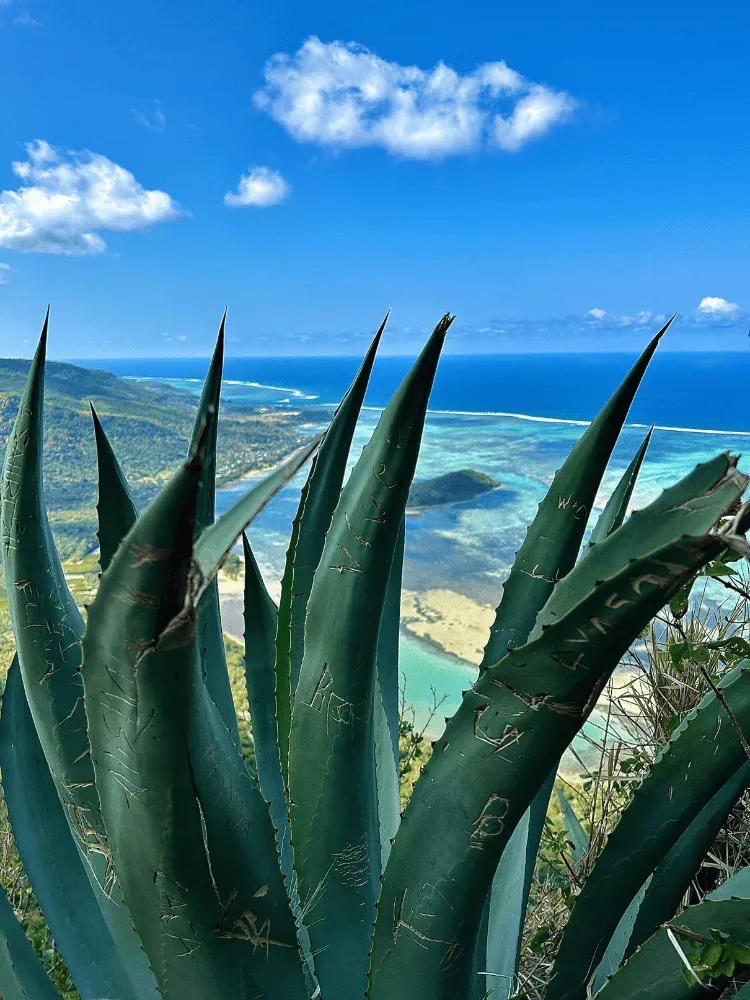 paysage d'un océan avec un cactus en premier plan