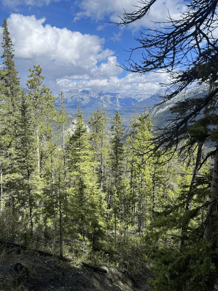 montagne avec des sapins