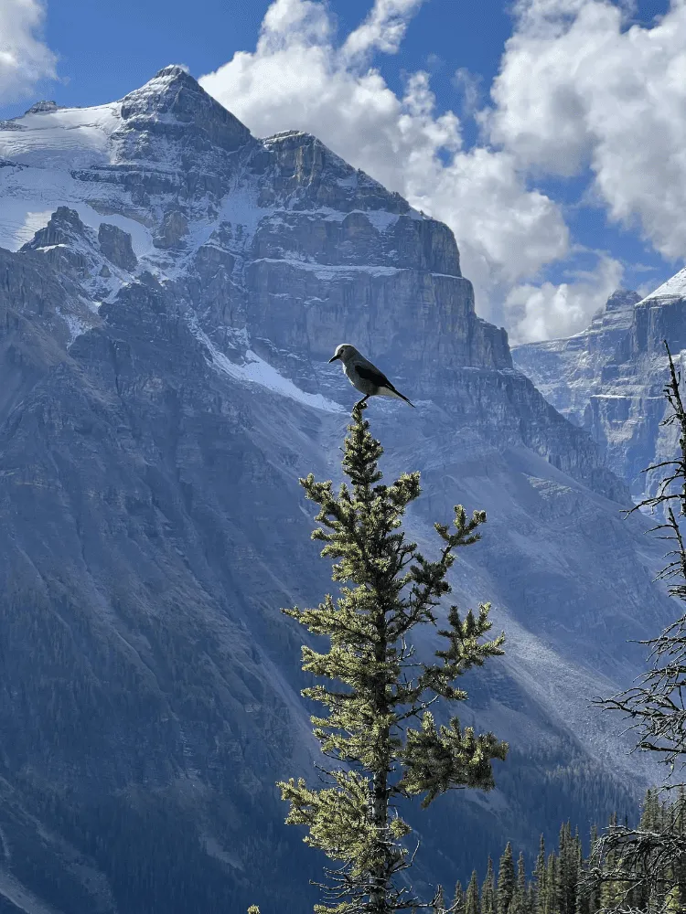 montagne avec un oiseau sur un arbre