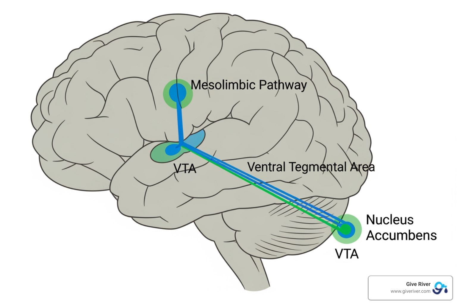simplified brain diagram highlighting the mesolimbic pathway (VTA to Nucleus Accumbens) - motivation and reward system