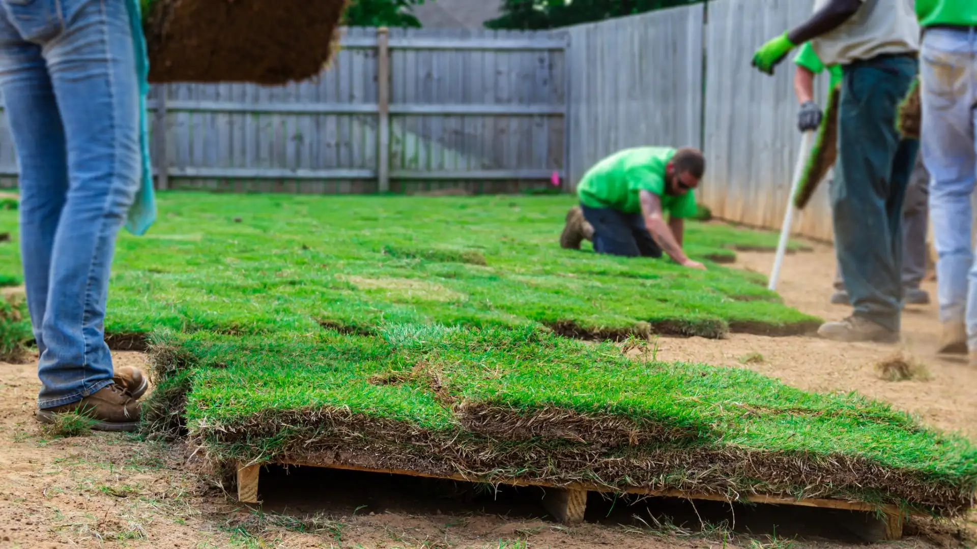 Landscaping crew laying fresh rolls of sod in a fenced backyard