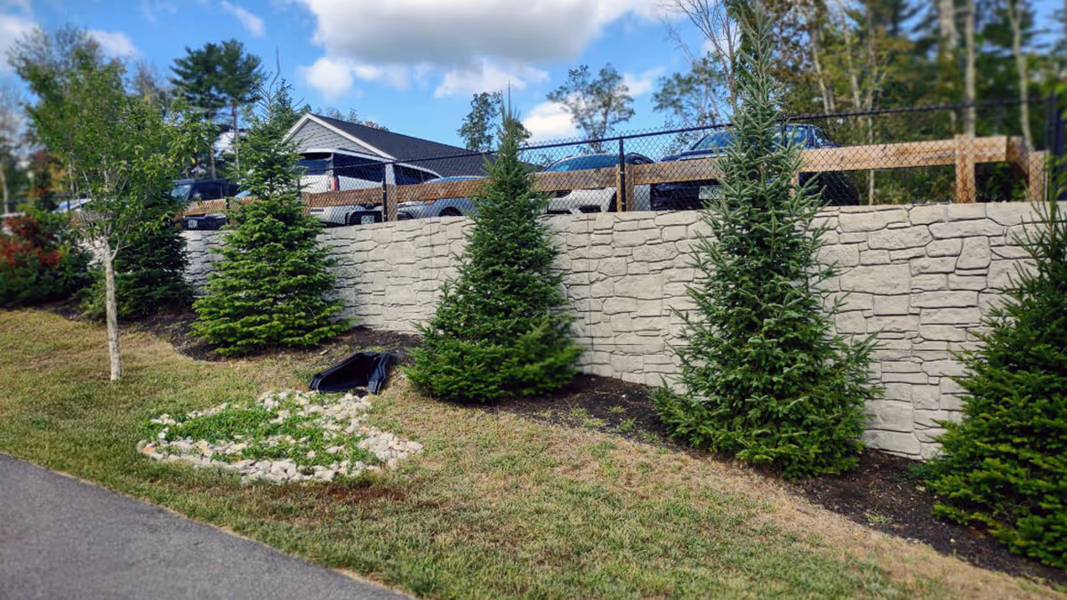 Row of evergreen trees planted beside a stone wall, with a small flower bed and a house visible in the background.