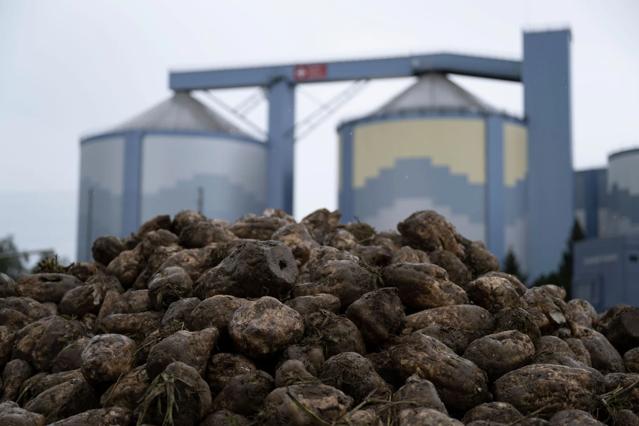 Wegen eines Defekts muss die Produktion in der Zuckerfabrik unterbrochen werden. (Bild: Arthur Gamsa)