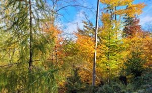 Der Schluchwald nördlich von Stein AR mit artenreichem Jungwald.