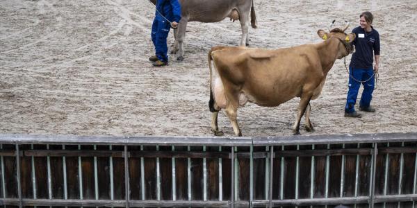 Die St.Galler Regierung ist zuversichtlich, dass die Olma-Messen ihre Finanzen aus eigener Kraft regeln können.