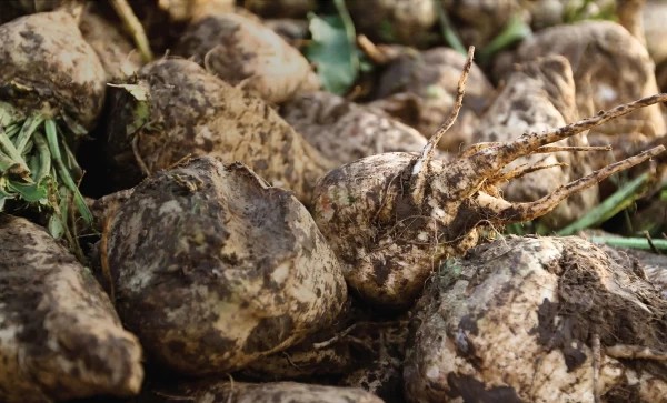  Ungeachtet der Qualität der Rüben wurden sie von den Transportorganisationen abgeführt.