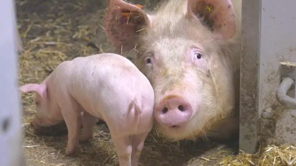 Der Schlachtpreis für Schweinefleisch ist seit Wochen tief; pro Kilo sind es 3.70 Franken – über einen Franken weniger als noch vor einem Jahr. Der Schlachtpreis für Schweinefleisch ist seit Wochen tief; pro Kilo sind es 3.70 Franken – über einen Franken weniger als noch vor einem Jahr.