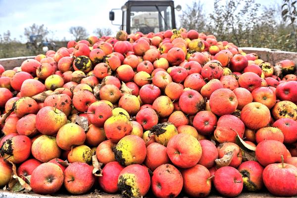 Äpfel und Birnen, die als Tafelobst weiterverkauft werden, müssen in einwandfreiem Zustand sein, dasjenige Obst, welches zu Most weiterverarbeitet wird, darf etwa auch kleinere Hagelschäden aufweisen.