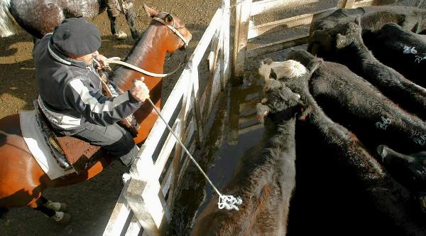 Die Bauern warnen vor Billig-Rindfleisch aus Argentinien. Schon jetzt wird viel importiert.