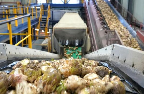 Nach einer Testphase zeigte sich, dass die Zuckerfabrik diese Saison wieder regulär produzieren kann.