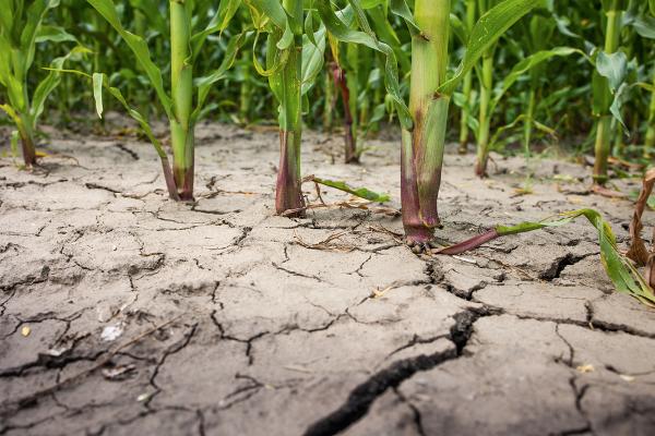 Die anhaltende Trockenheit und der Hitzesommer setzen viele Landwirtschaftsbetriebe in der Ostschweiz unter Druck.