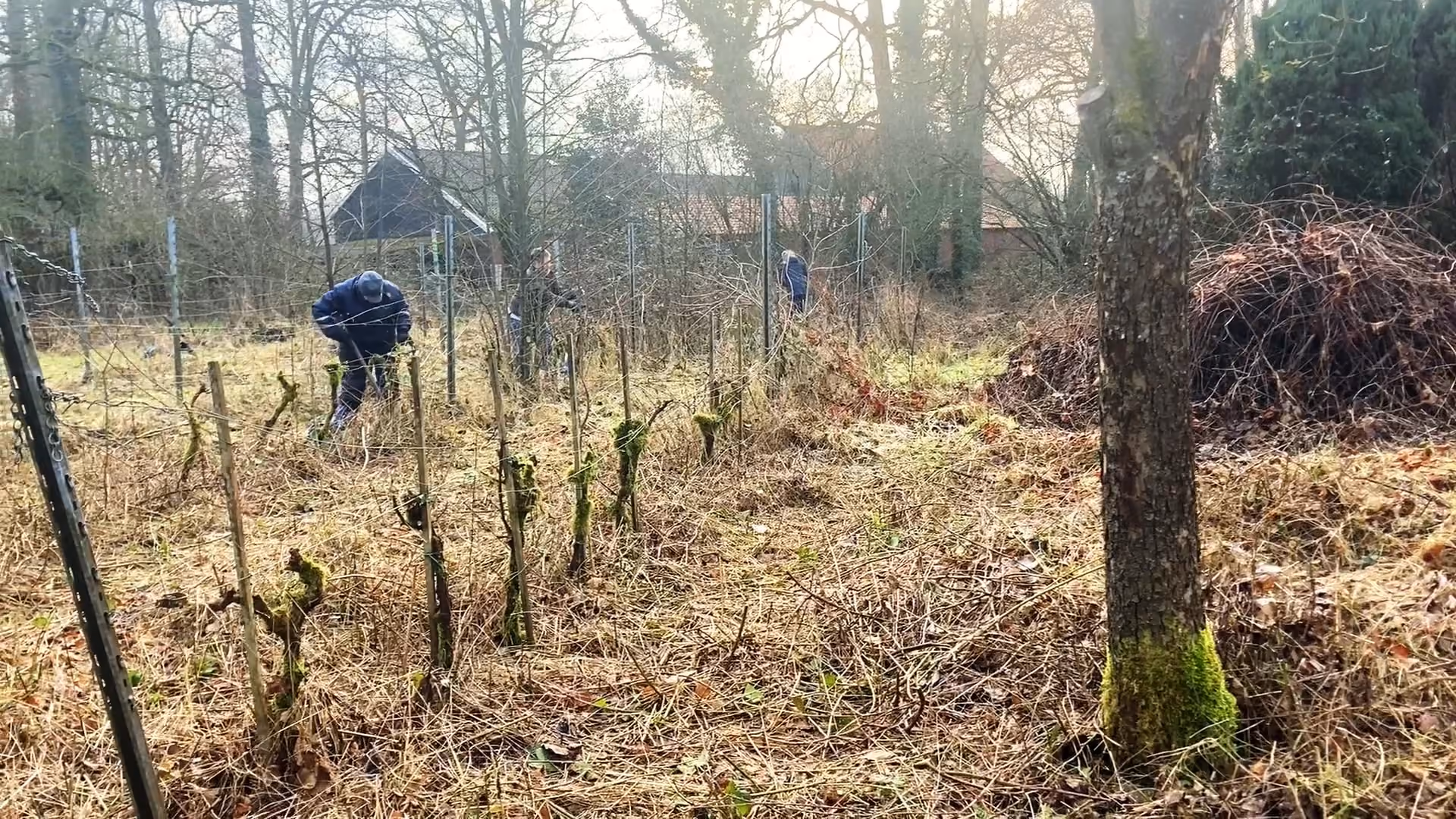 Van wijngaard naar natuur