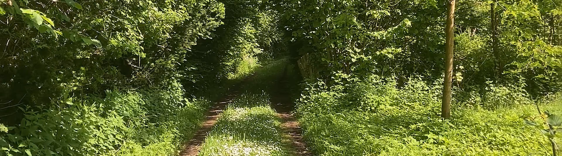Karrenspoor tussen de bomen naar De Reeborghesch in Kotten, met madeliefjes in het gras in de zomer