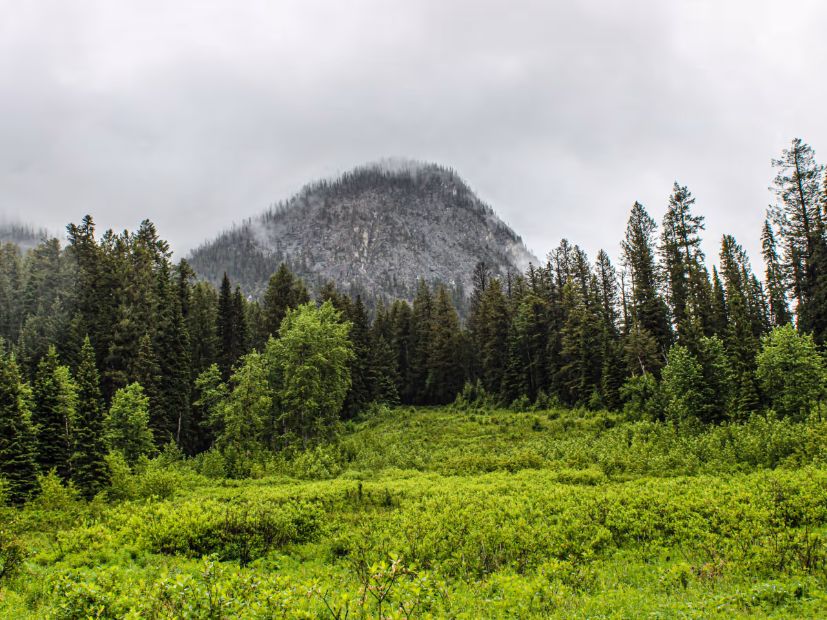 Green forest with a large rocky mountain partially obscured by mist under a cloudy sky.