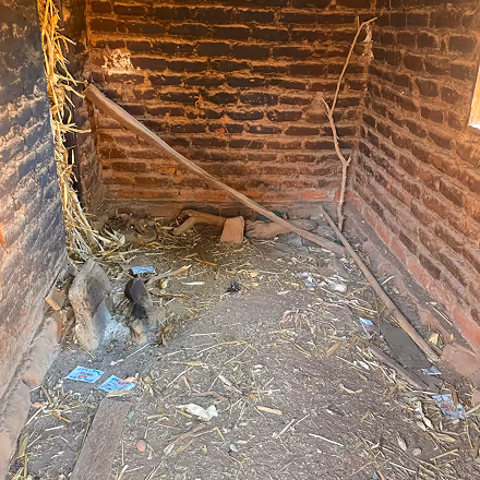 Empty rustic room with brick walls, dirt floor scattered with straw, leaves, and pieces of paper, supported by wooden sticks.
