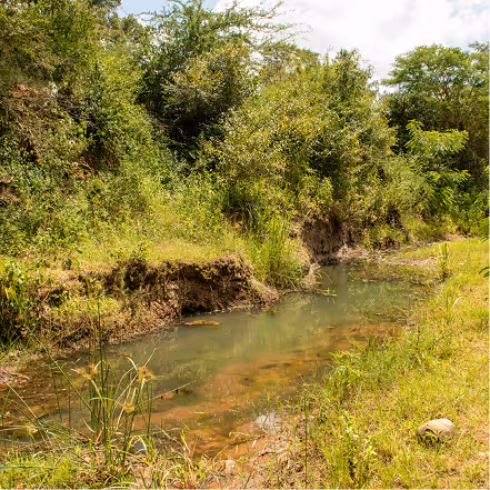 A small, shallow stream surrounded by grassy banks and dense green trees and shrubs.