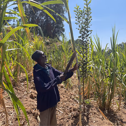 Person harvesting tall sugarcane plants in a bright outdoor field.