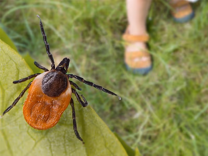 deer tick in atlanta yard