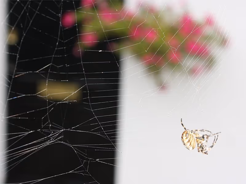 june spider activity outside atlanta home