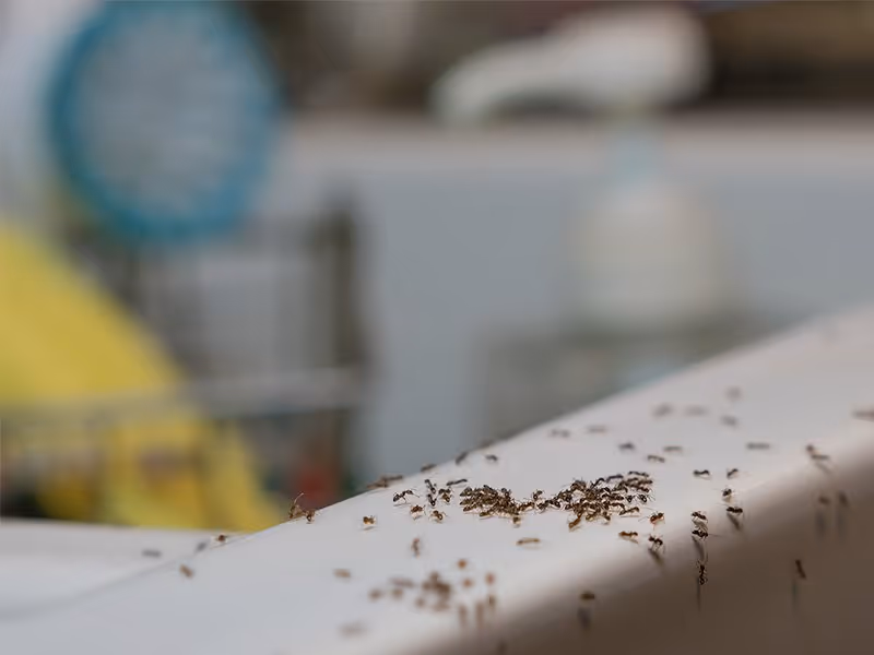summer ant problem in atlanta home