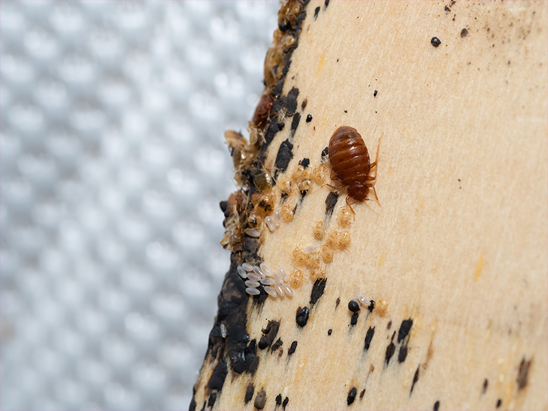 adult bed bug and other signs of infestation