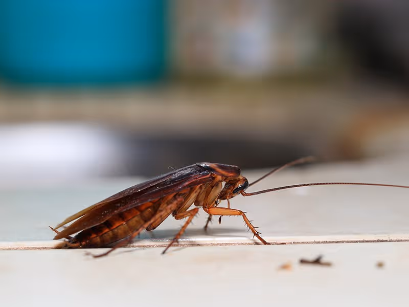 summer cockroach activity