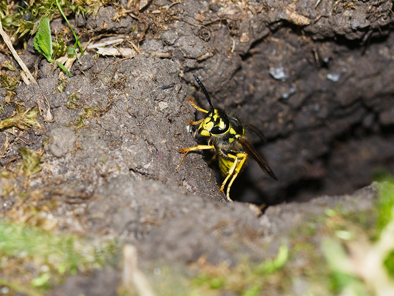 yellow jacket coming out of ground