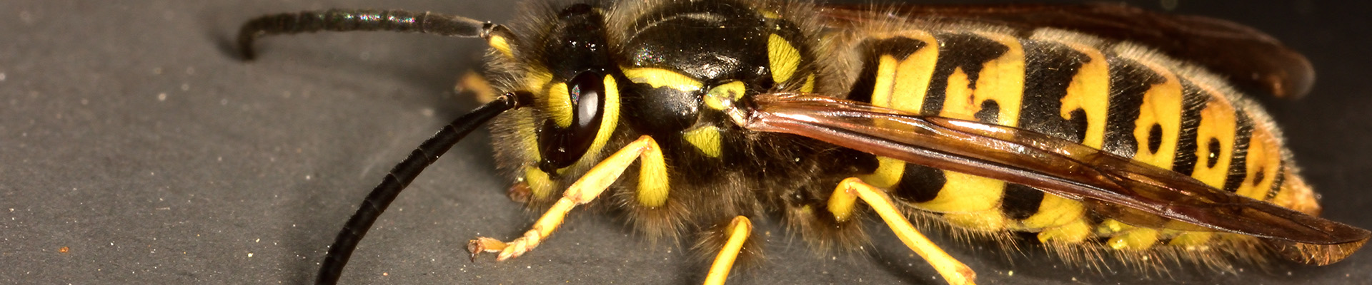 yellow jacket on counter