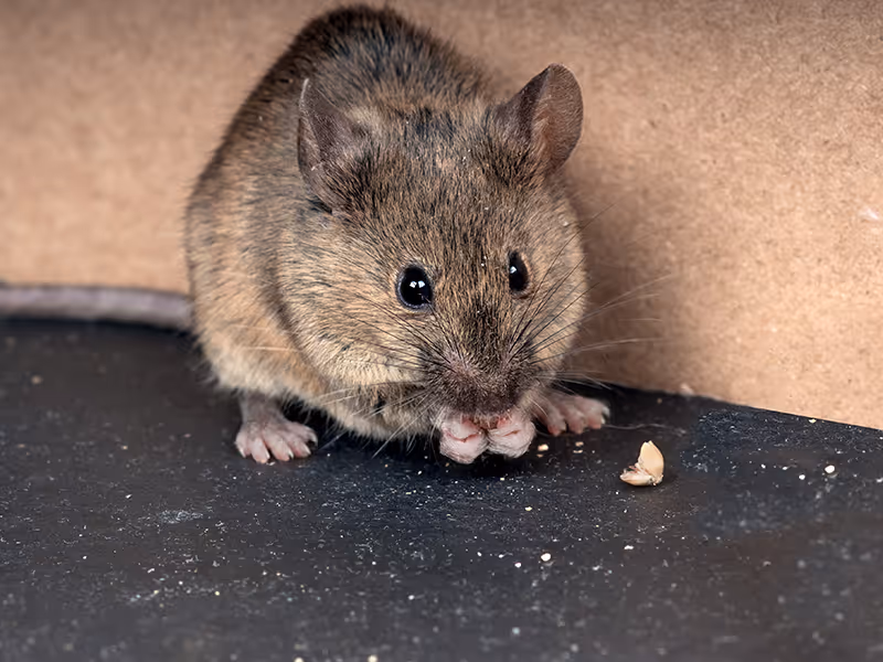 house mouse infesting pantry