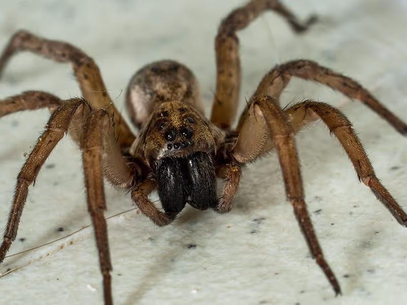 spider up close