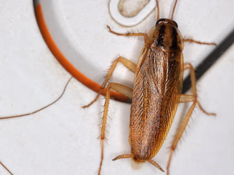 german cockroach in north atlanta kitchen