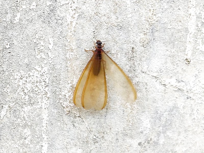 termite swarmer