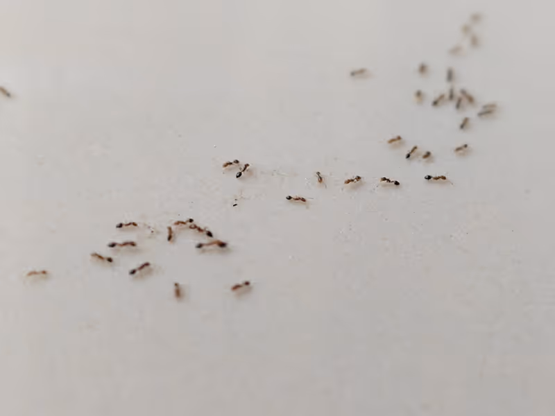 ants on a white countertop