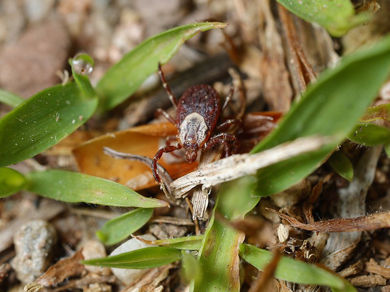 tick crawling in alpharetta yard