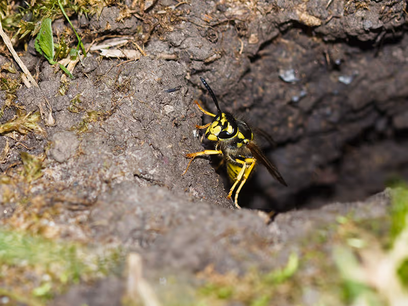 yellow jacket coming out of ground