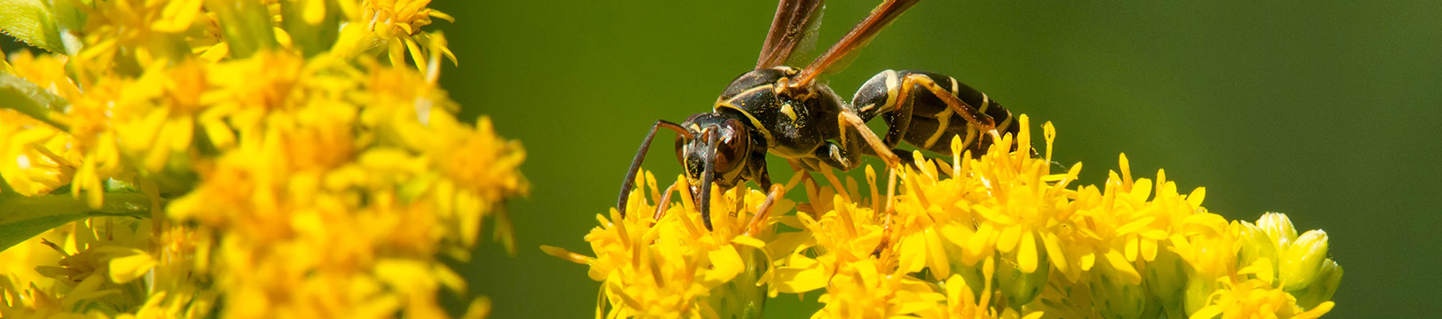 northern paper wasp