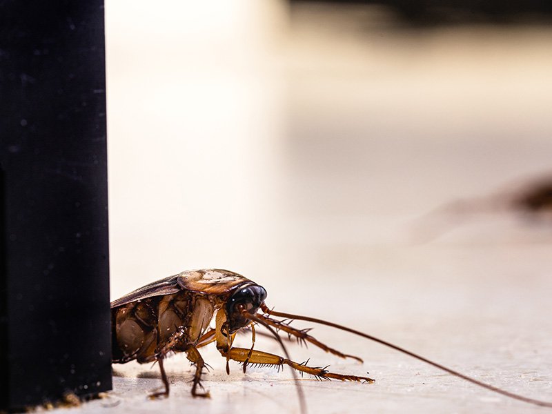 big roach on kitchen floor cumming ga home