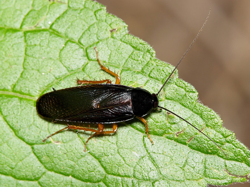 smokybrown cockroach on a leaf
