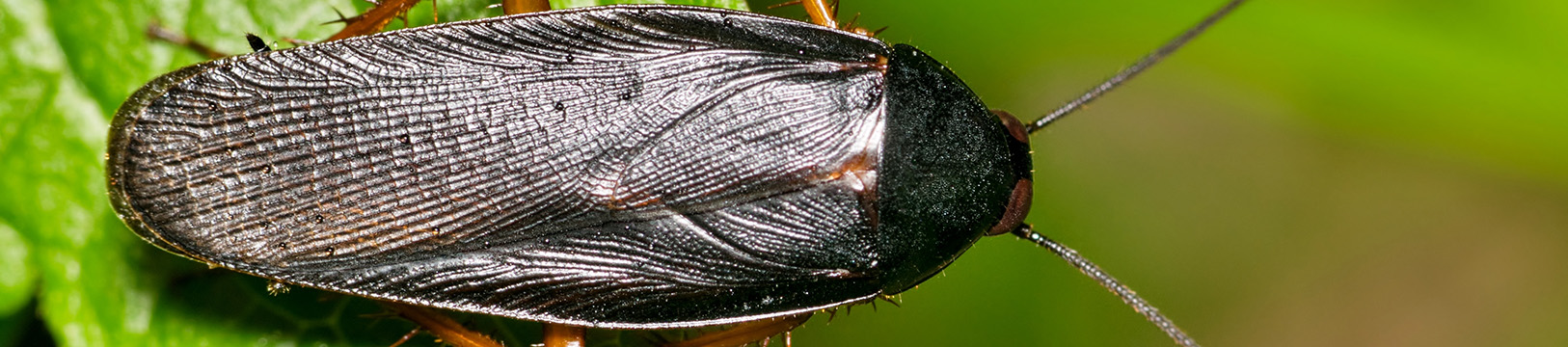 smokybrown cockroach on a plant