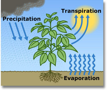 Educational diagram illustrating the evapotranspiration cycle, including processes like evaporation from soil and water bodies, transpiration from plants, condensation, cloud formation, and precipitation. Source: US Geological Survey.