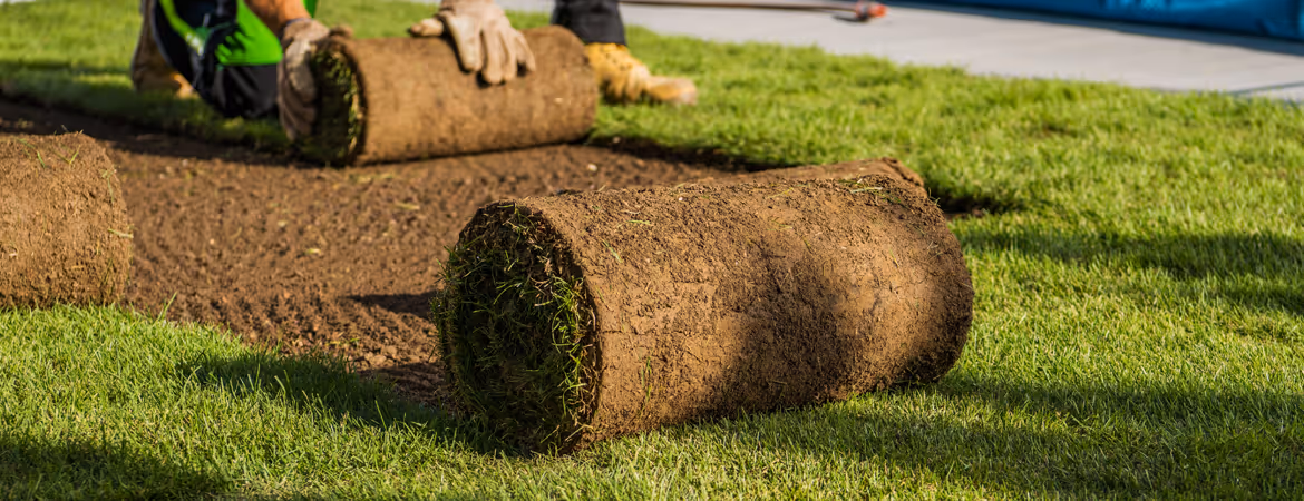 Rolled Turf being rolled out onto a lawn