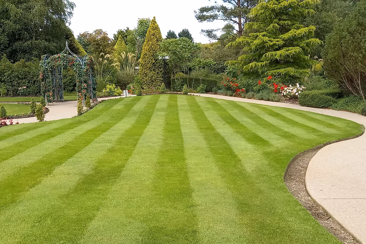 Wide view of a stripped lawn with a walkway