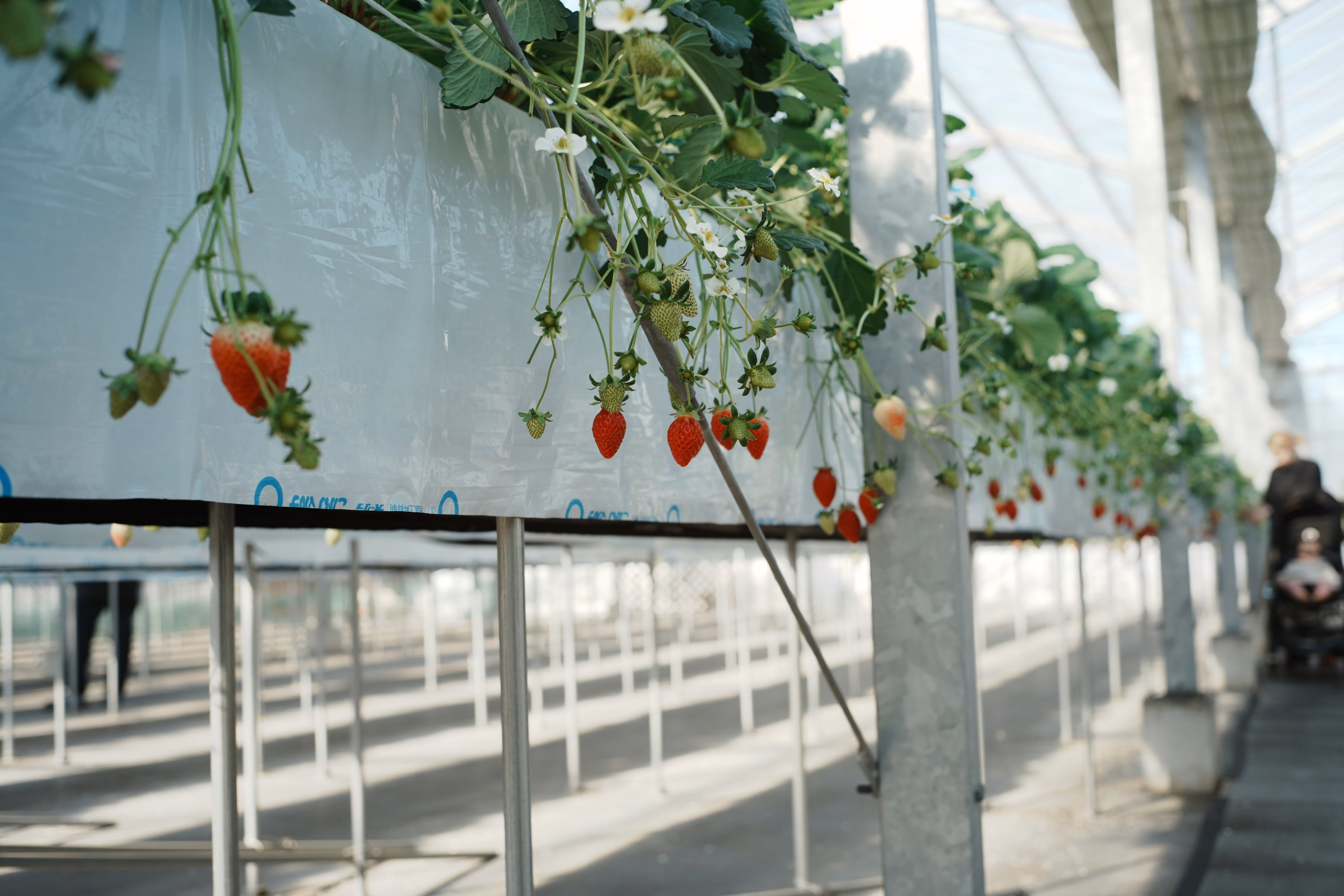 Rows of hanging strawberry plants with ripe and unripe berries inside a greenhouse.