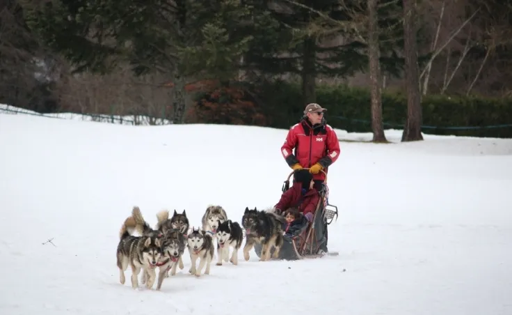 Chamonix dog sledding