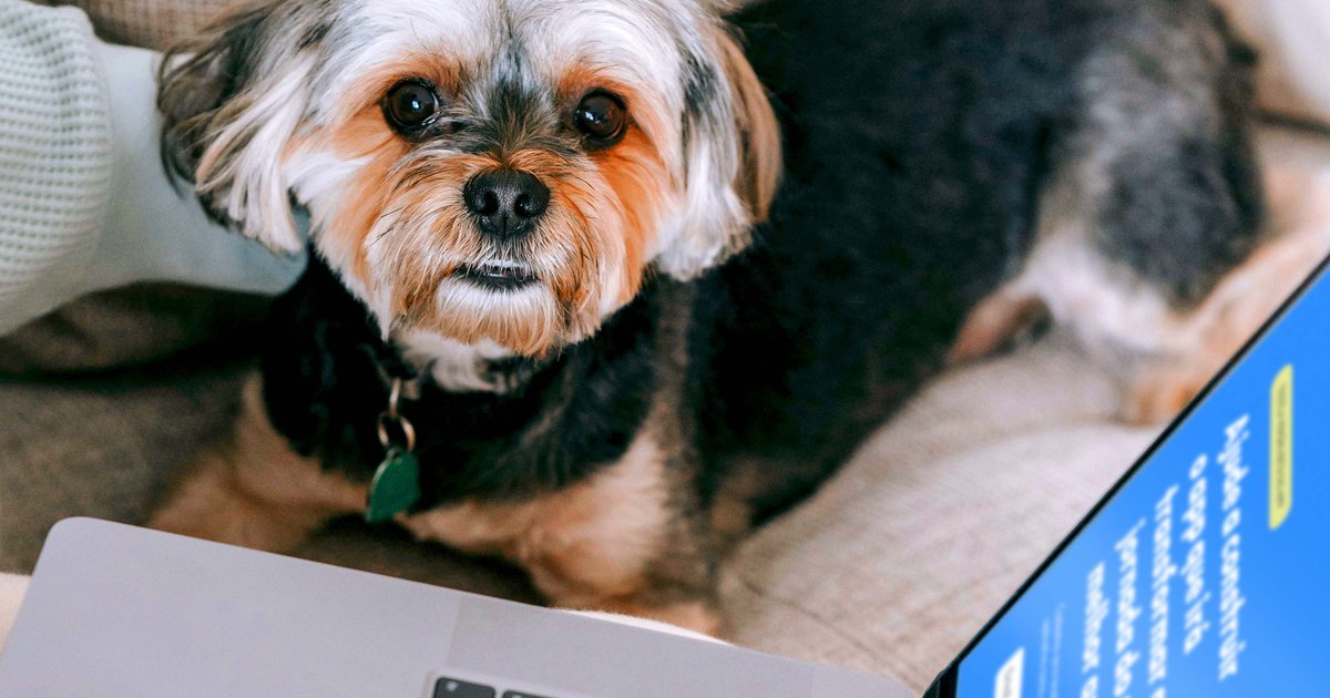 Cachorro pequeno no sofá ao lado de uma pessoa usando o notebook
