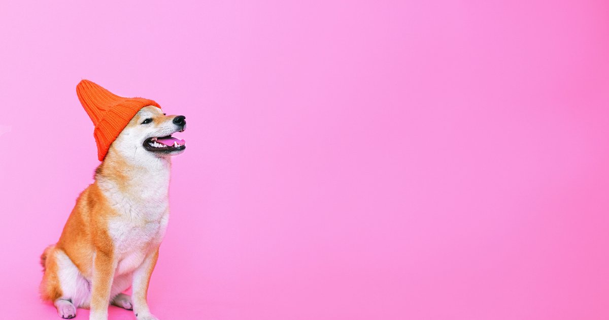 Cachorro shiba inu de gorro laranja sentado sobre fundo rosa