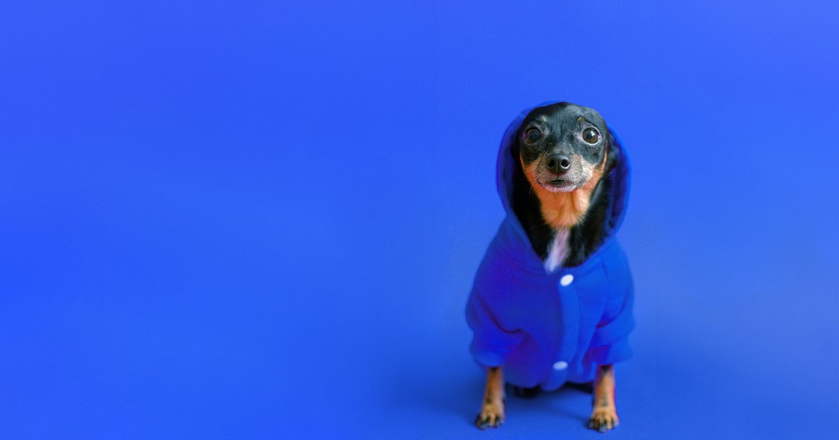 Cachorro dachshund de moletom azul sentado sobre fundo azul