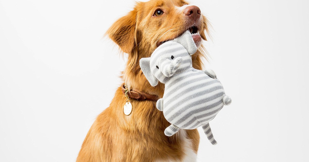 Golden retriever sentado segurando um brinquedo na boca