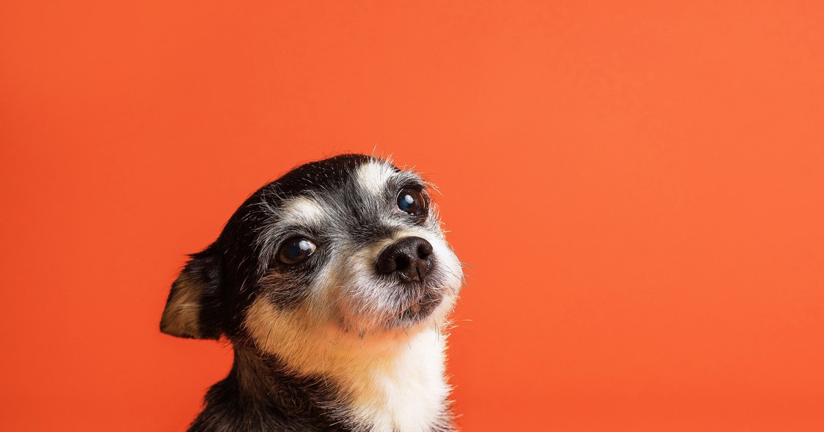 Cachorro chihuahua sentado sobre fundo laranja