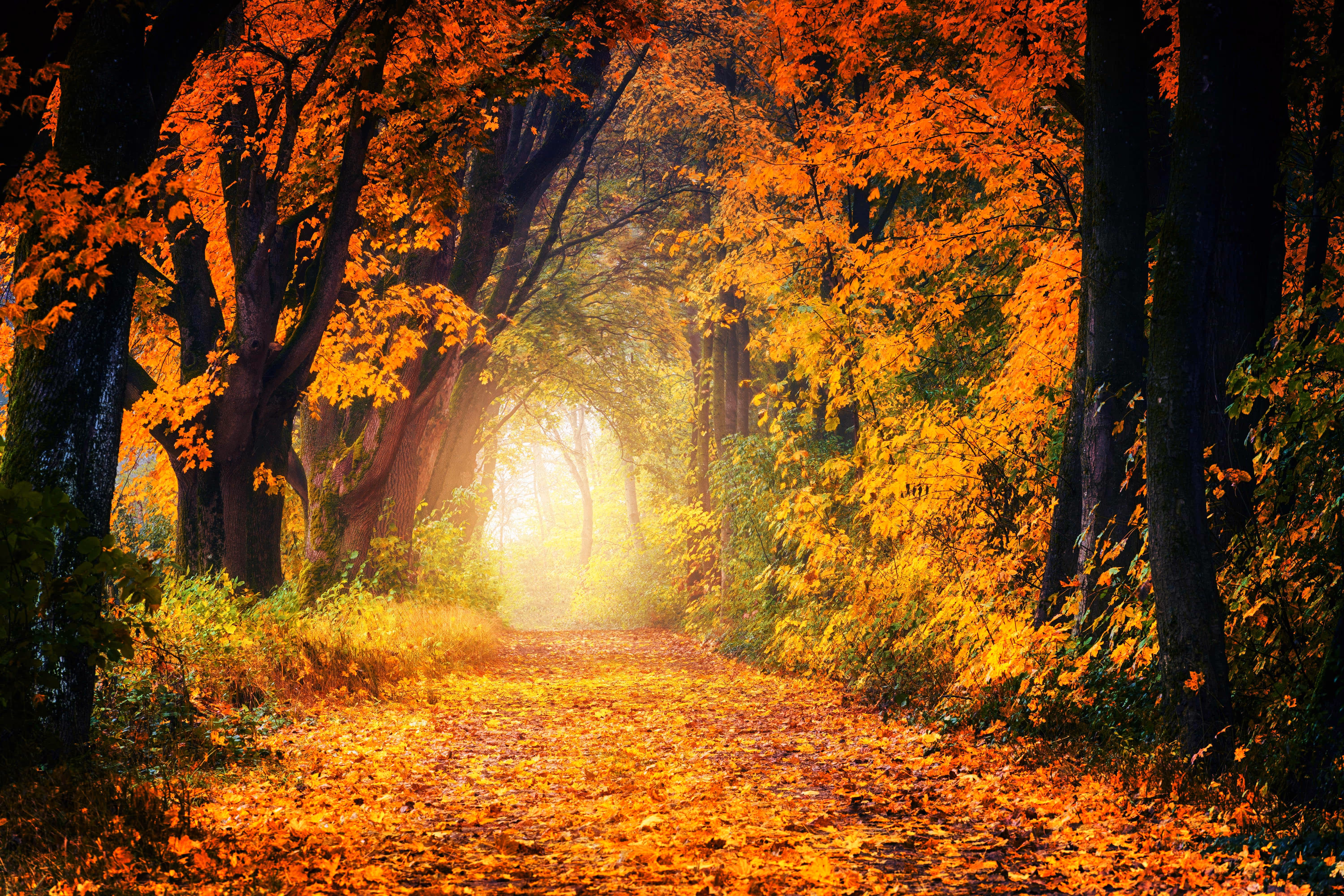 Picture of a forest with an orange tone in color, with smaller size trees